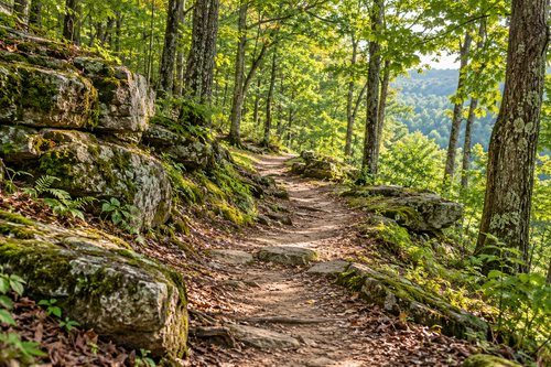 Generated photo-style illustration of a woodland hiking trail